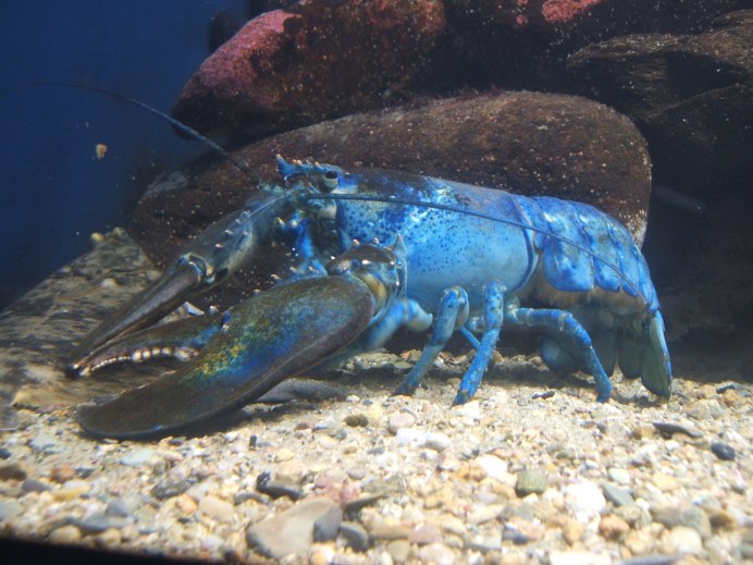 Обыкновенный Омар (Homarus vulgaris)