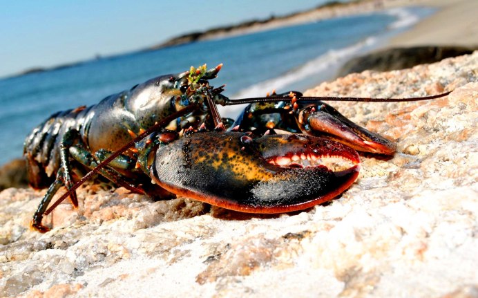 Homarus americanus