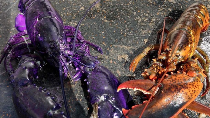 Homarus Gammarus - Омар.