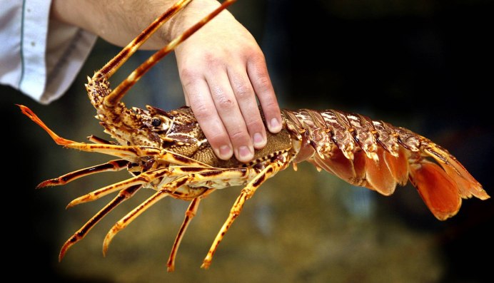 Homarus americanus
