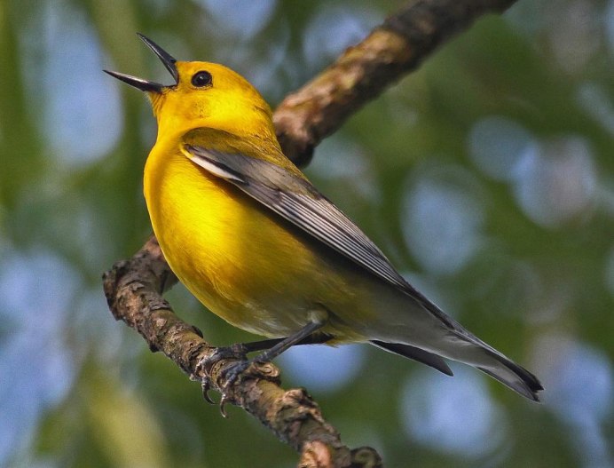 Зеленушка (Chloris Chloris)