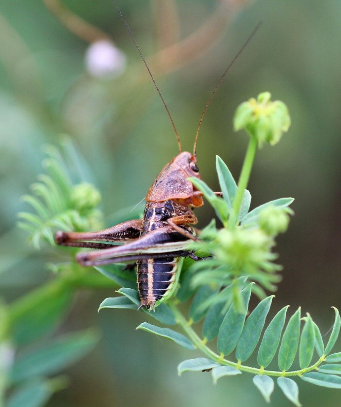 Decticus annaelisae