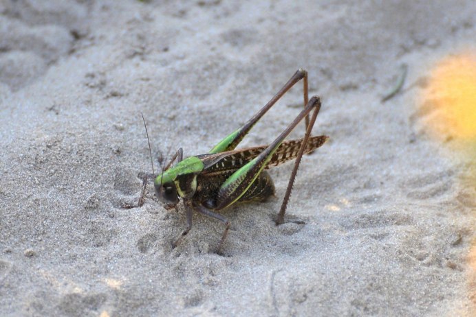 Кузнечик белолобый Decticus albifrons