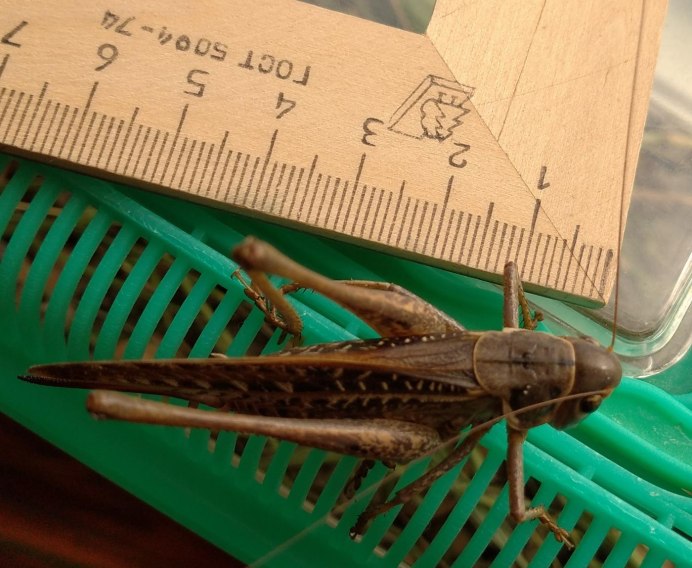 Кузнечик белолобый Decticus albifrons