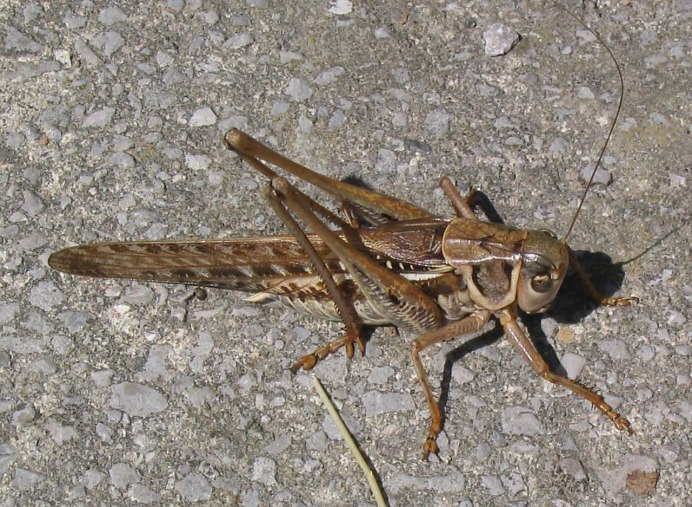 Decticus albifrons