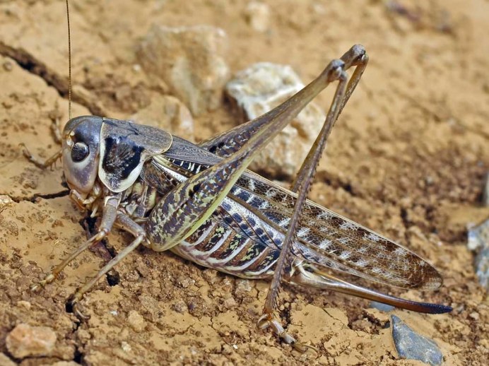 Decticus albifrons