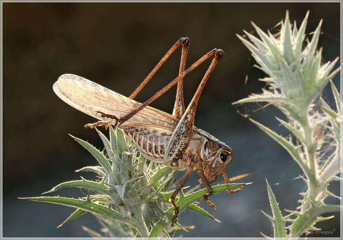Кузнечик зеленый Tettigonia viridissima ареал