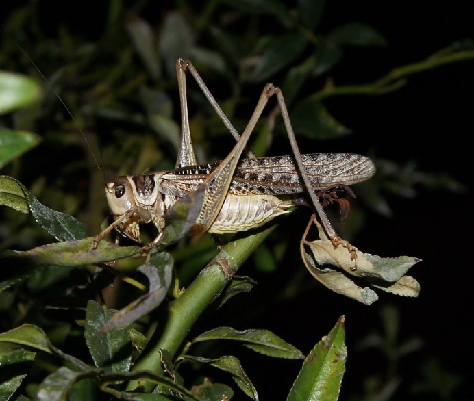 Кузнечик белолобый Decticus albifrons