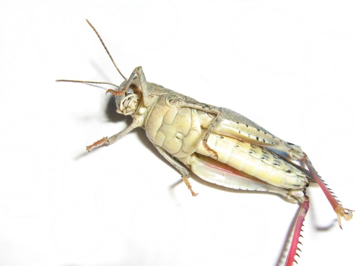 Gryllidae рисунки