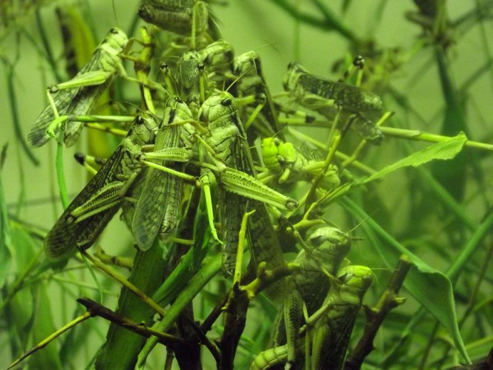 Decticus verrucivorus