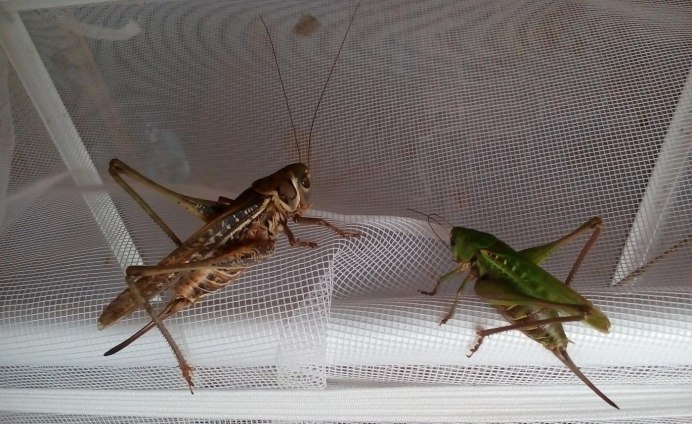 Decticus hieroglyphicus