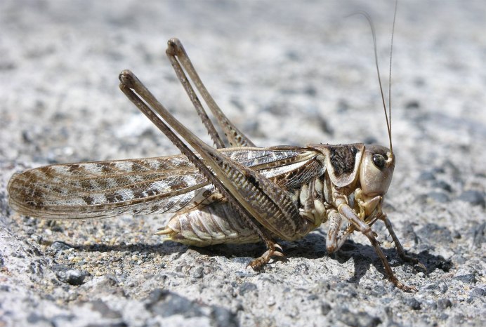 Decticus albifrons
