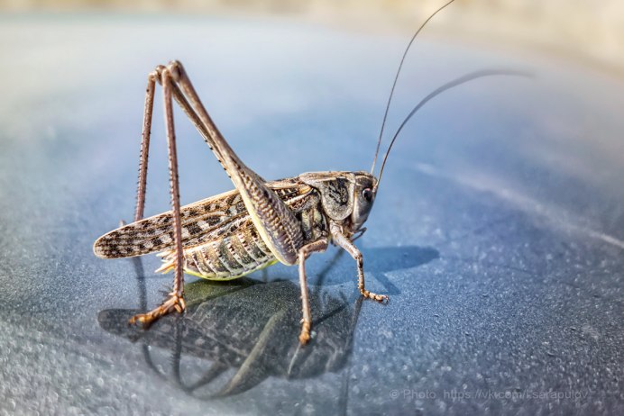 Decticus albifrons