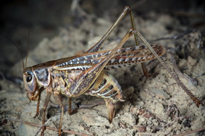 Кузнечик белолобый Decticus albifrons