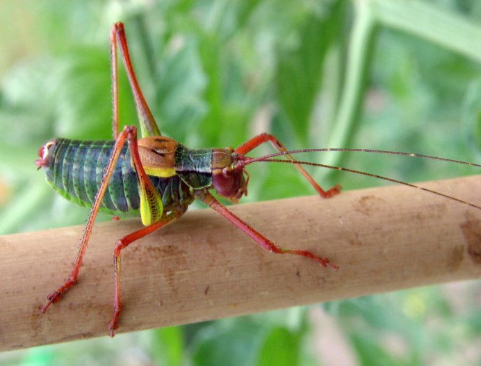 Giant Grasshopper