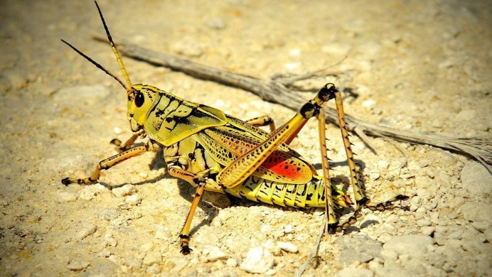 Decticus verrucivorus