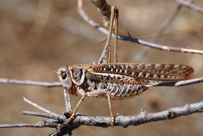 Кузнечик белолобый Decticus albifrons f.