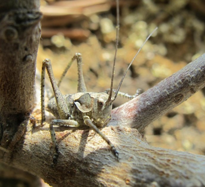 Кузнечик белолобый Decticus albifrons f.