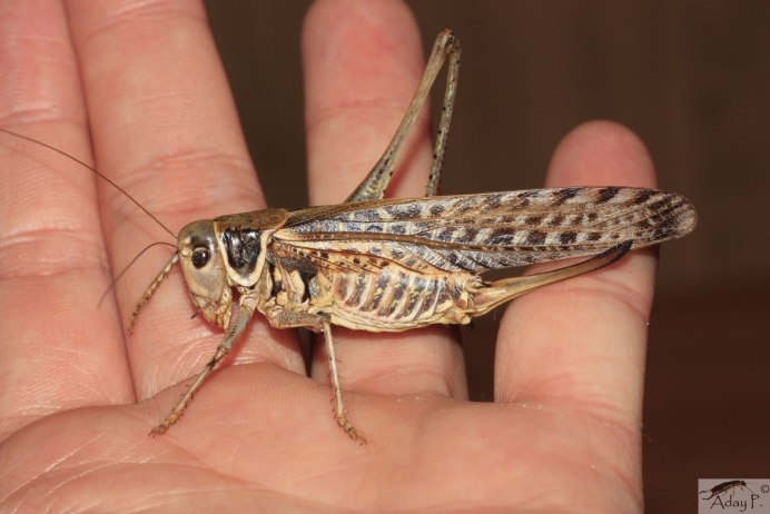 Кузнечик белолобый Decticus albifrons