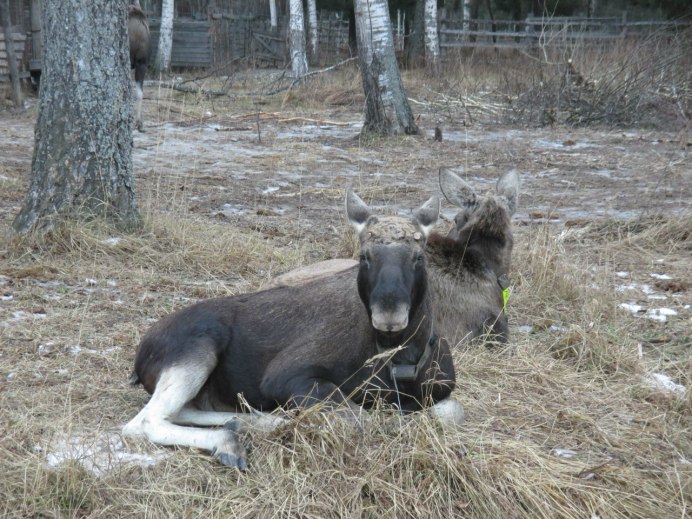 Лосенок Эрнест