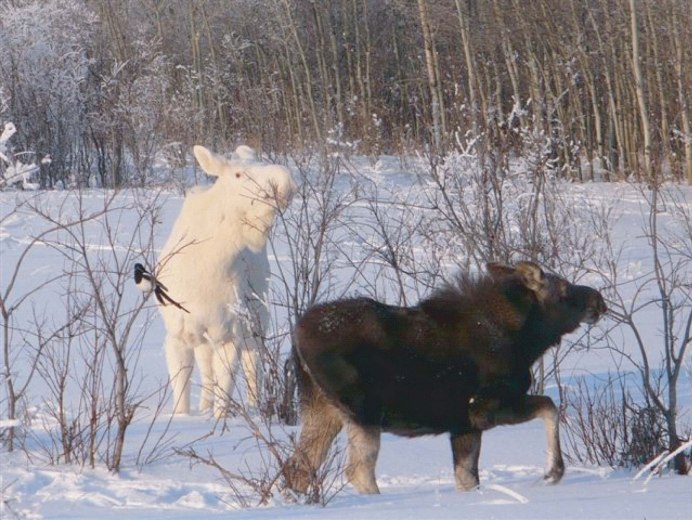 Воронежский заповедник Лось