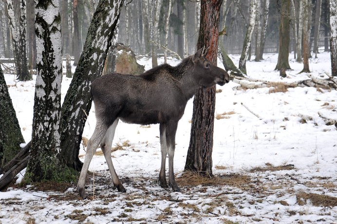 Лось на солонце осенью