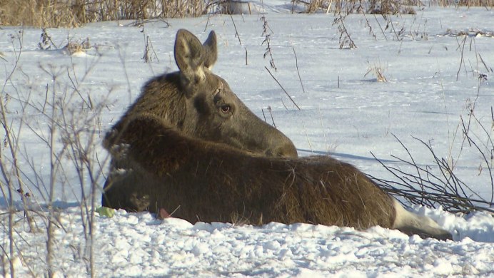 Самка лося зимой