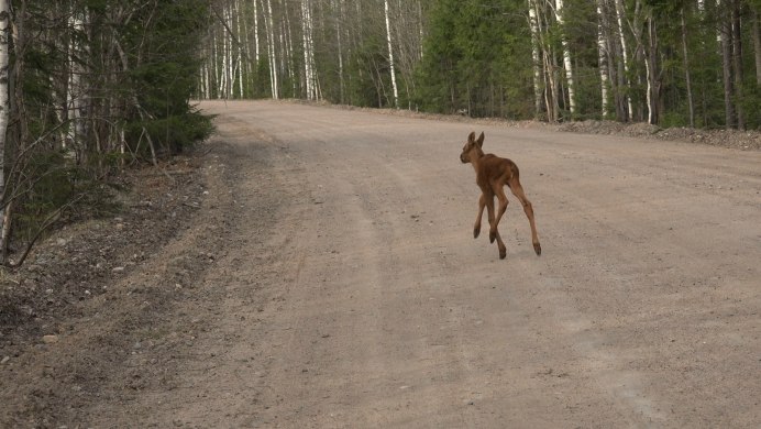 Alces americanus