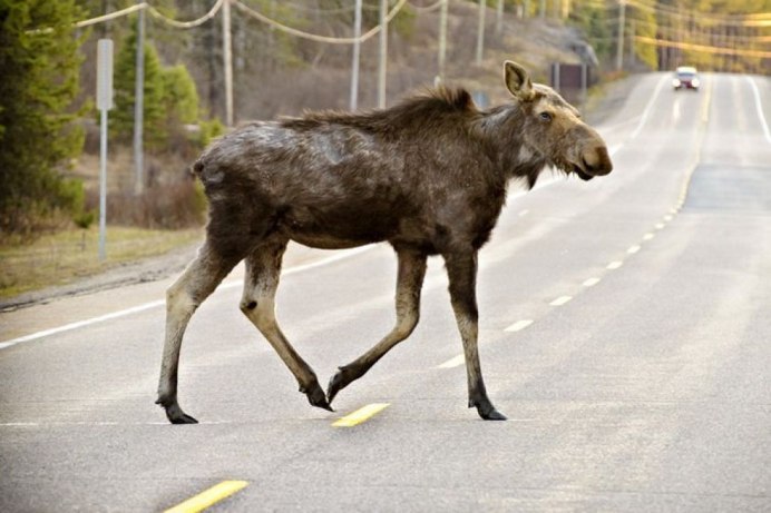 Сузунский заказник