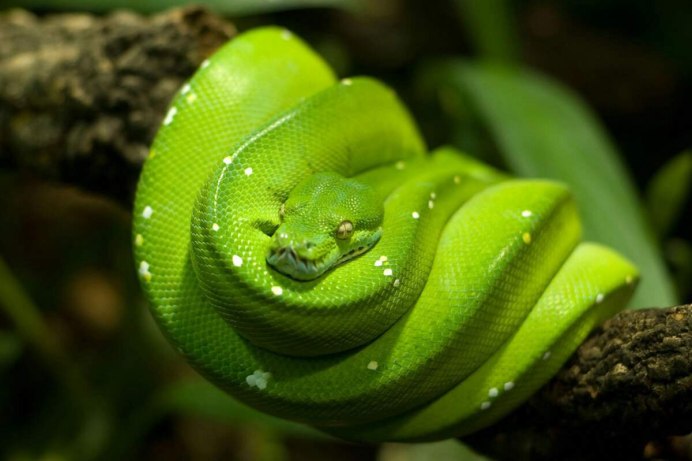 Зелёный древесный питон Morelia viridis