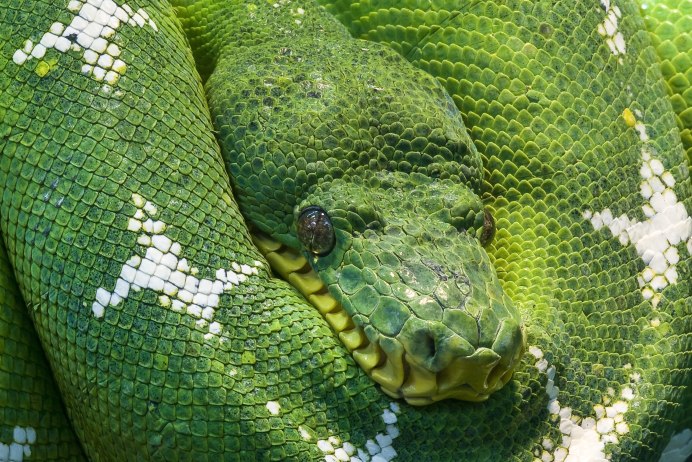 Питон Morelia viridis