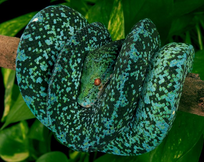 Зелёный древесный питон Morelia viridis