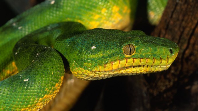 Morelia viridis Jayapura