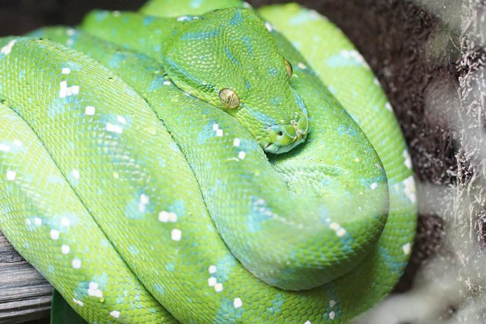 Зелёный древесный питон Morelia viridis