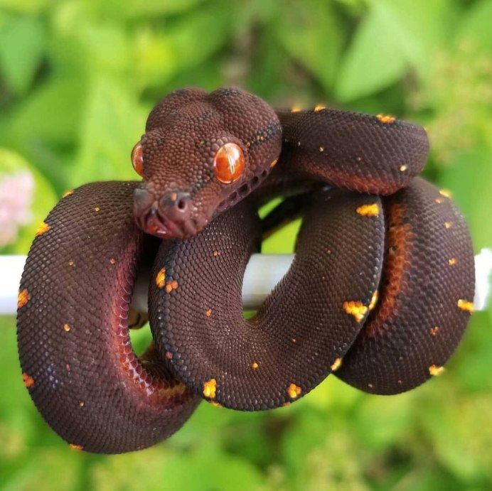 Питон Morelia viridis