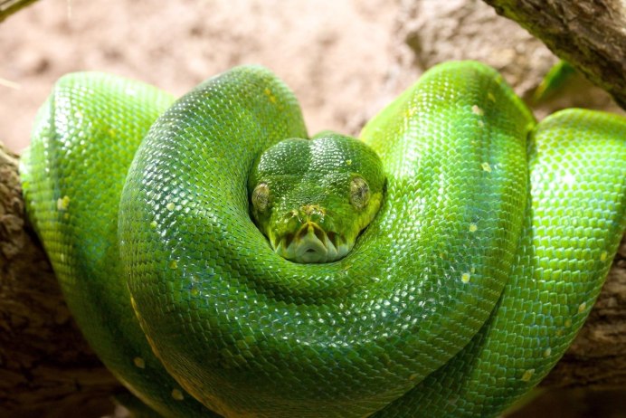 Питон Morelia viridis