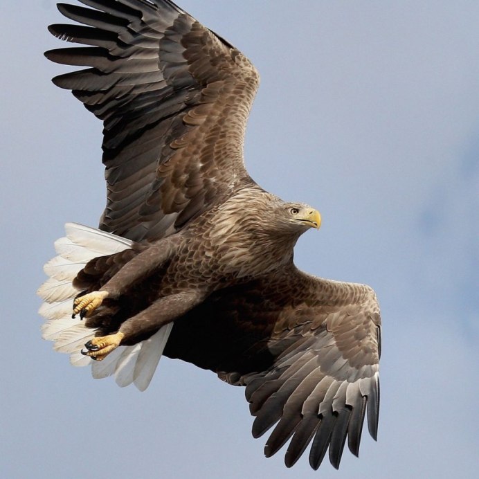 Дагестанский Орлан