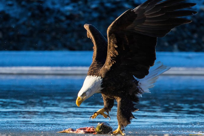 Орлан-белохвост белоголовый
