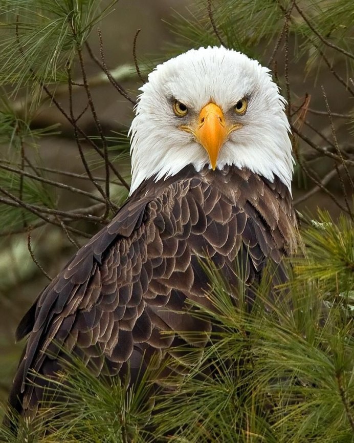 Роберт Каракетов Бродяга