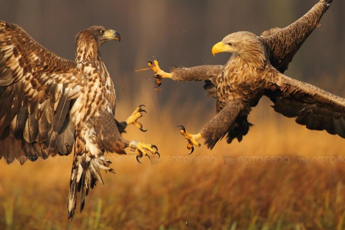 Хищные Сокол орёл ястреб