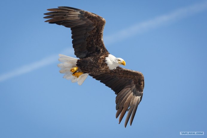 "Белоголовый Орлан"