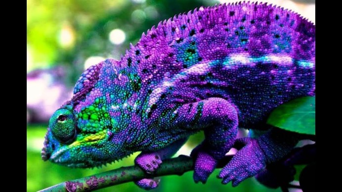 Фиолетовый пантеровый хамелеон
