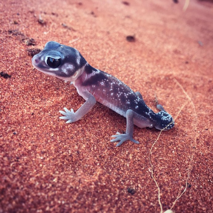 Анолис Аллисона