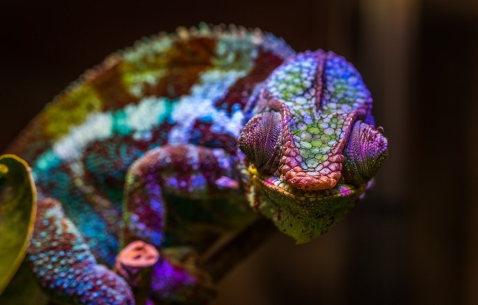 Ящерица поясохвост