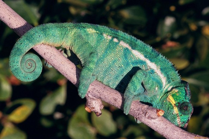 Мексиканская саламандра аксолотль