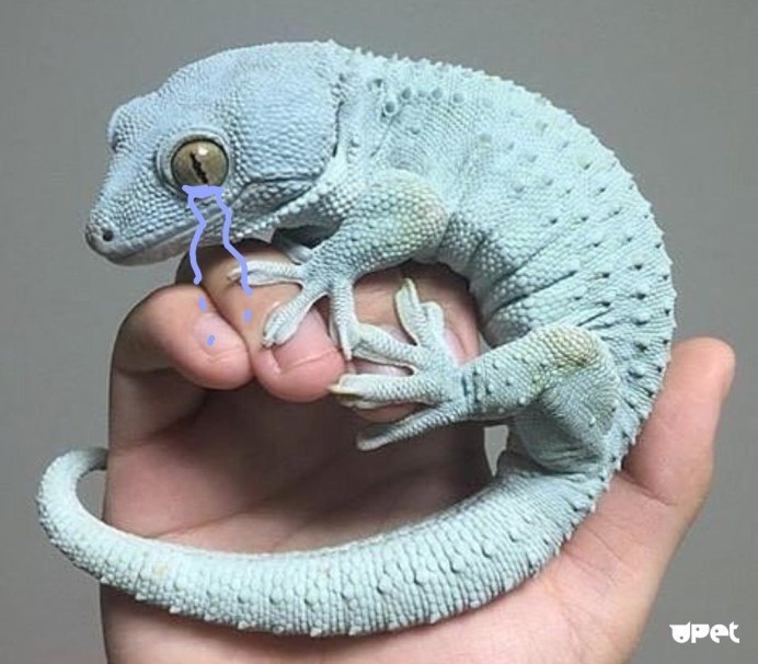 Эублефар Блэк Найт