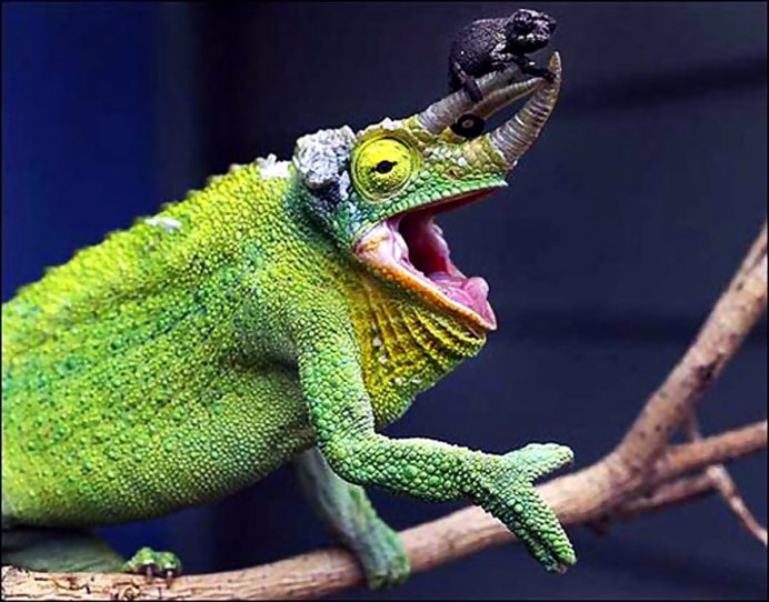 Глазчатая ящерица