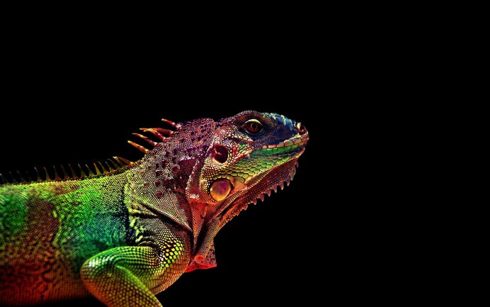 Игуана голубая МОРФА