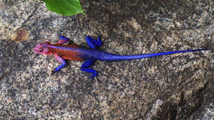 Ящерица геккон эублефар