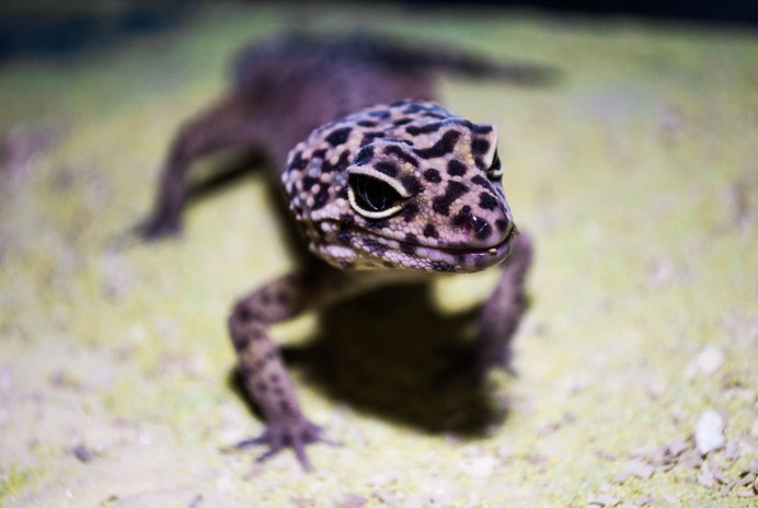 Геккон голубой эублефар